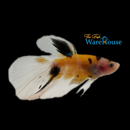 Yellow Koi Halfmoon Betta - Male (Betta splendens)