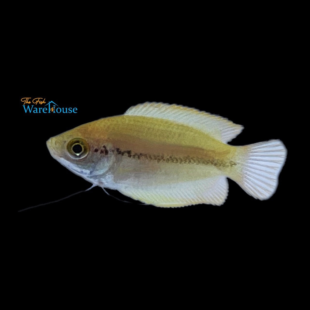 Yellow Honey Gourami (Trichogaster chuna)