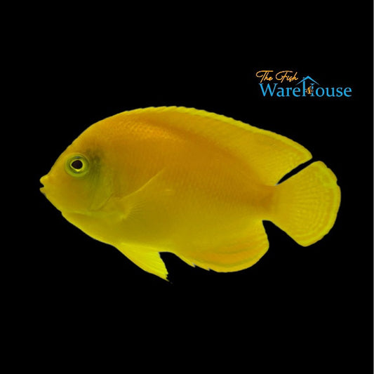 Yellow Heraldi Angelfish (Centropyge heraldi)