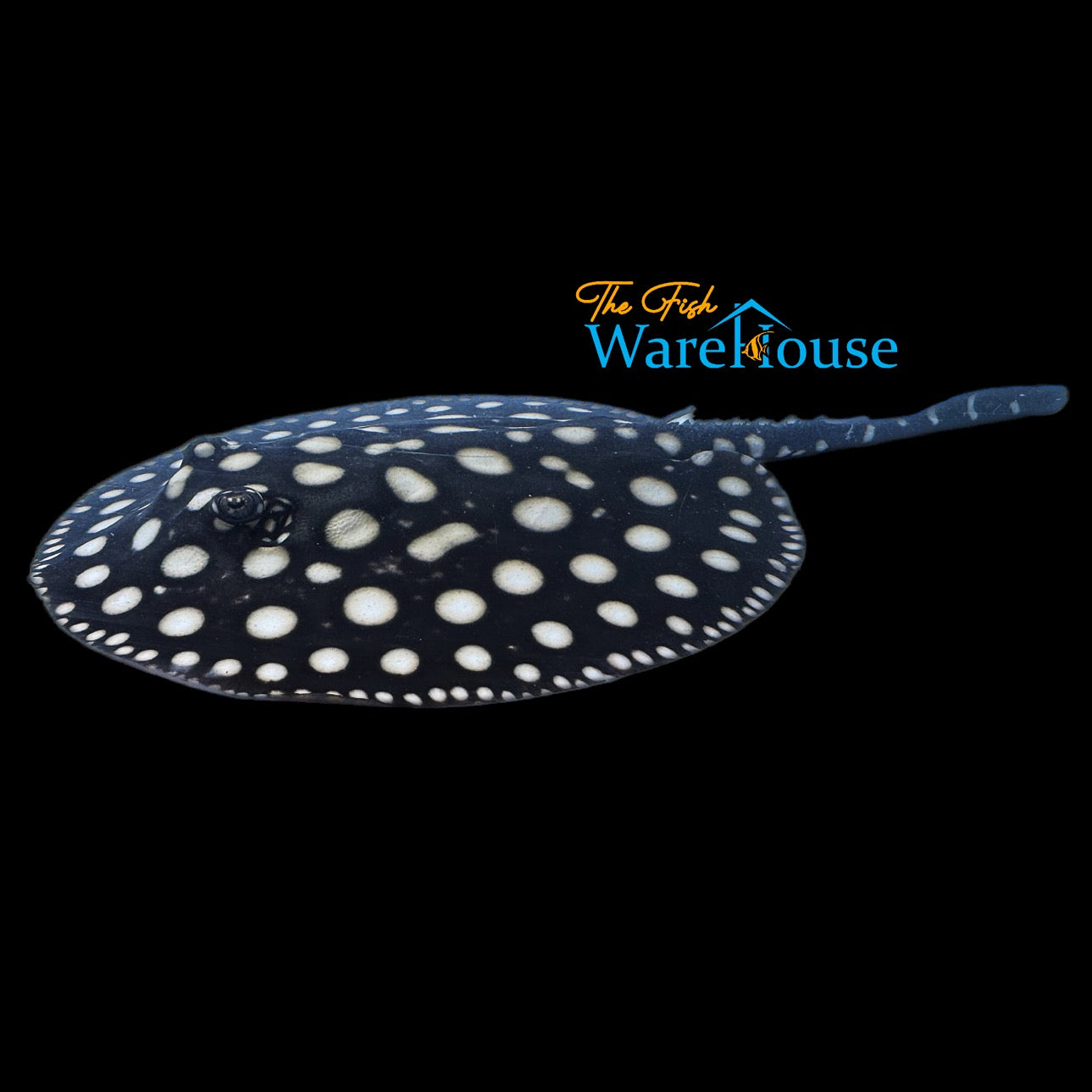 Black Diamond Stingray - Captive Bred (Potamotrygon leopoldi)