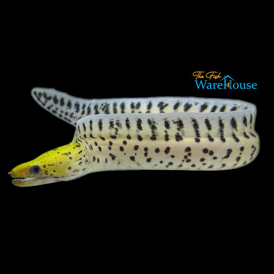 Yellow Head 'Fimbriated' Moray Eel (Gymnothorax fimbriatus)