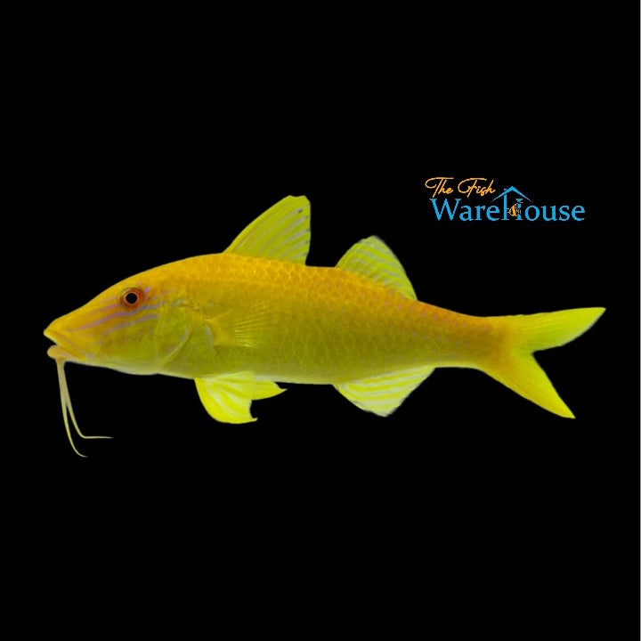 Yellow Goatfish (Parupeneus cyclostoma)