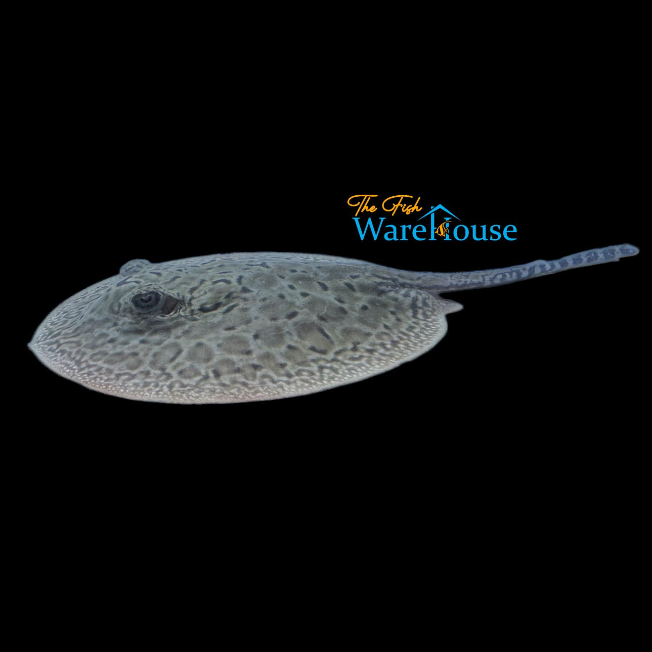 Pearl x Motoro Stingray Hybrid - Captive Bred (Potamotrygon jabuti x motoro)