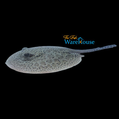 Pearl x Motoro Stingray Hybrid - Captive Bred (Potamotrygon jabuti x motoro)