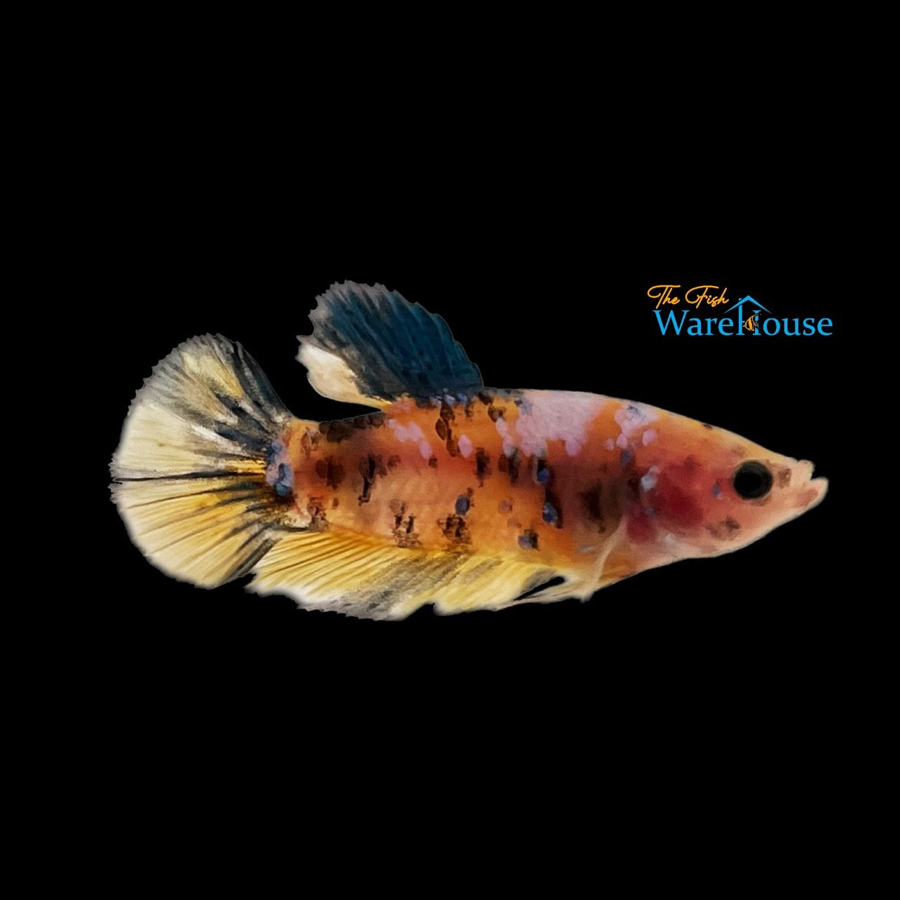 Yellow Galaxy Plakat Betta - Female (Betta splendens)