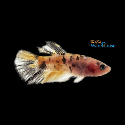 Yellow Galaxy Plakat Betta - Female (Betta splendens)