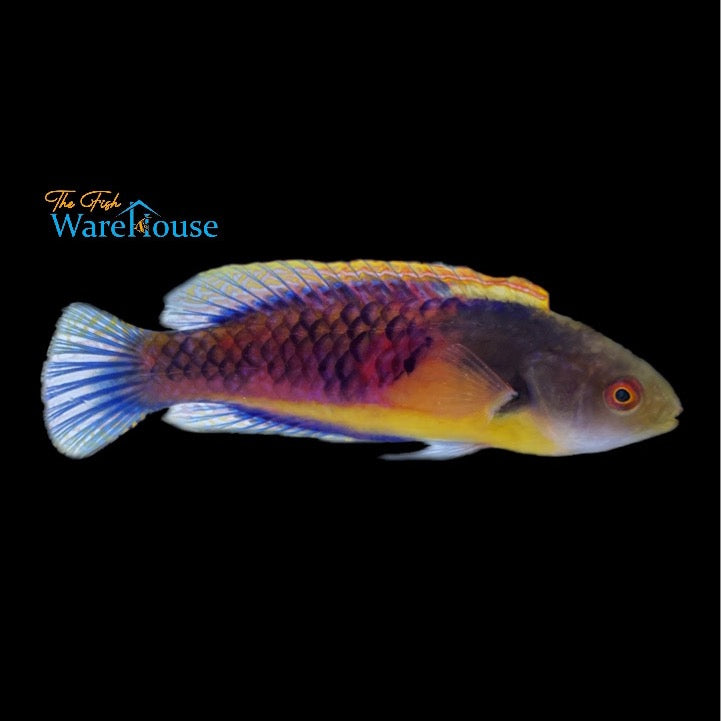 Yellow Flanked Fairy Wrasse (Cirrhilabrus ryukyuensis)