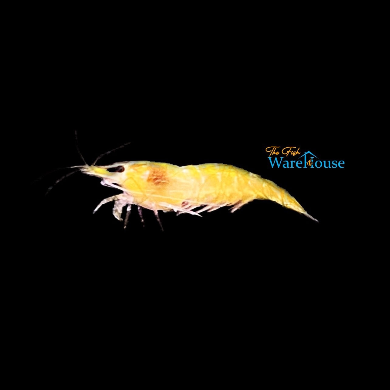 Yellow Fire Shrimp (Neocaridina davidi)