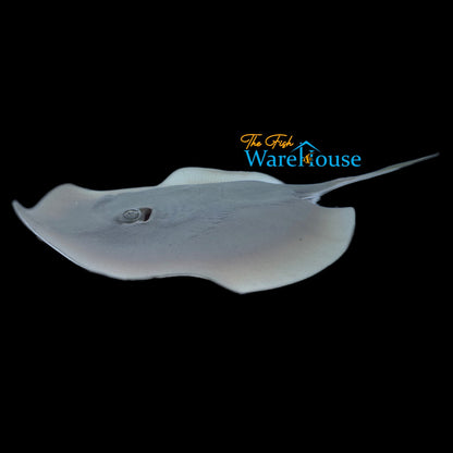 Bennett's Whiptail Stingray (Hemitrygon bennettii)