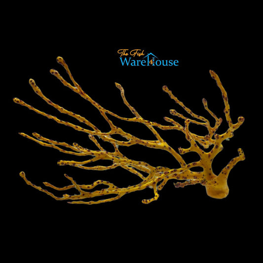 Yellow Finger Gorgonian (Diodogorgia nodulifera)