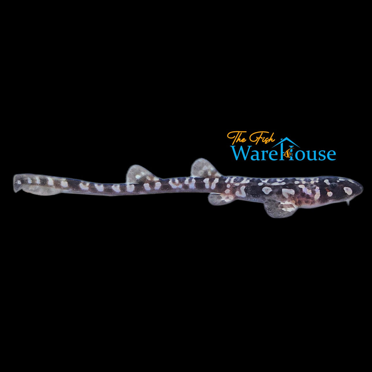 Hasselt's Bamboo Shark (Chiloscyllium hasseltii)