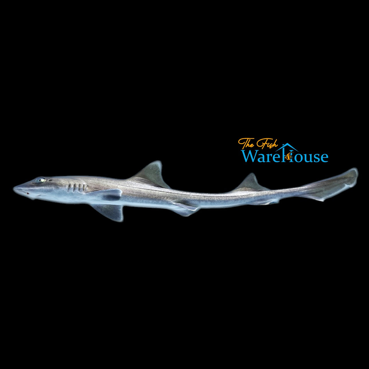 Smoothhound Shark (Mustelus mustelus)