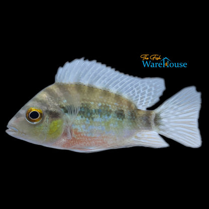 Red Breast Cichlid (Cribroheros longimanus)