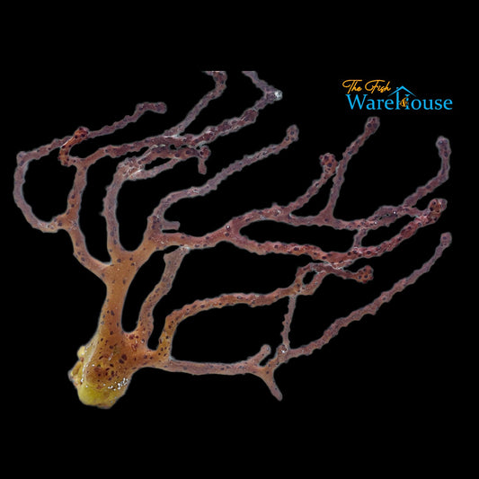 Orange Finger Gorgonian (Diodogorgia nodulifera)