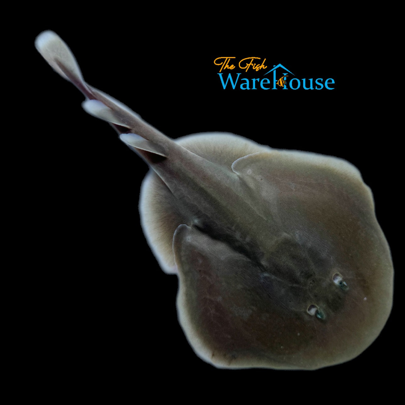 Brown Electric Ray (Narcine brunnea)