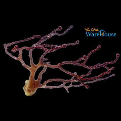 Orange Finger Gorgonian (Diodogorgia nodulifera)