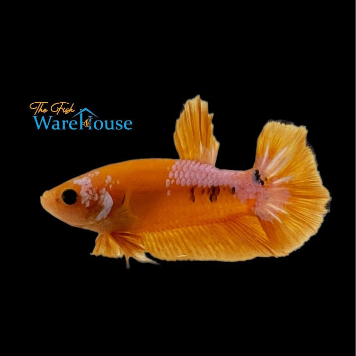 Yellow Fancy Plakat Betta - Male (Betta splendens)