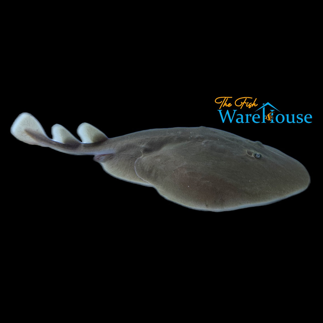 Brown Electric Ray (Narcine brunnea)