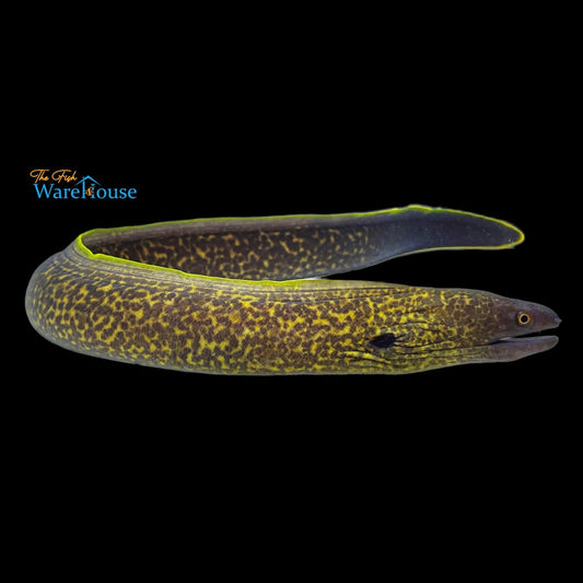 Yellow Edged Moray Eel (Gymnothorax flavimarginatus)