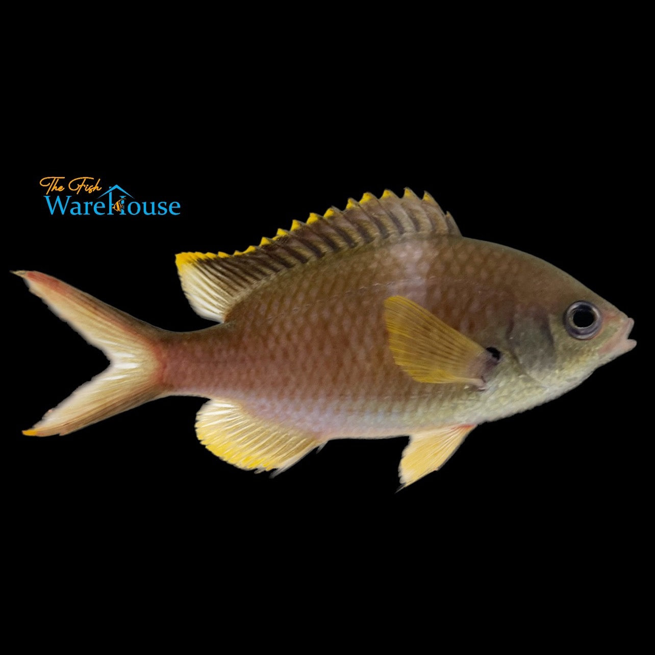 Yellow Edge Chromis (Chromis multilineata)