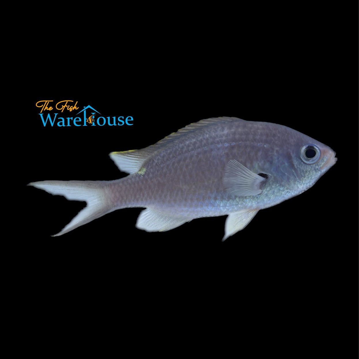 Yellow Edge Chromis (Chromis multilineata)