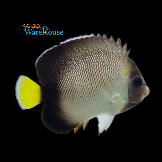 Yellow Ear Angelfish (Apolemichthys xanthotis)