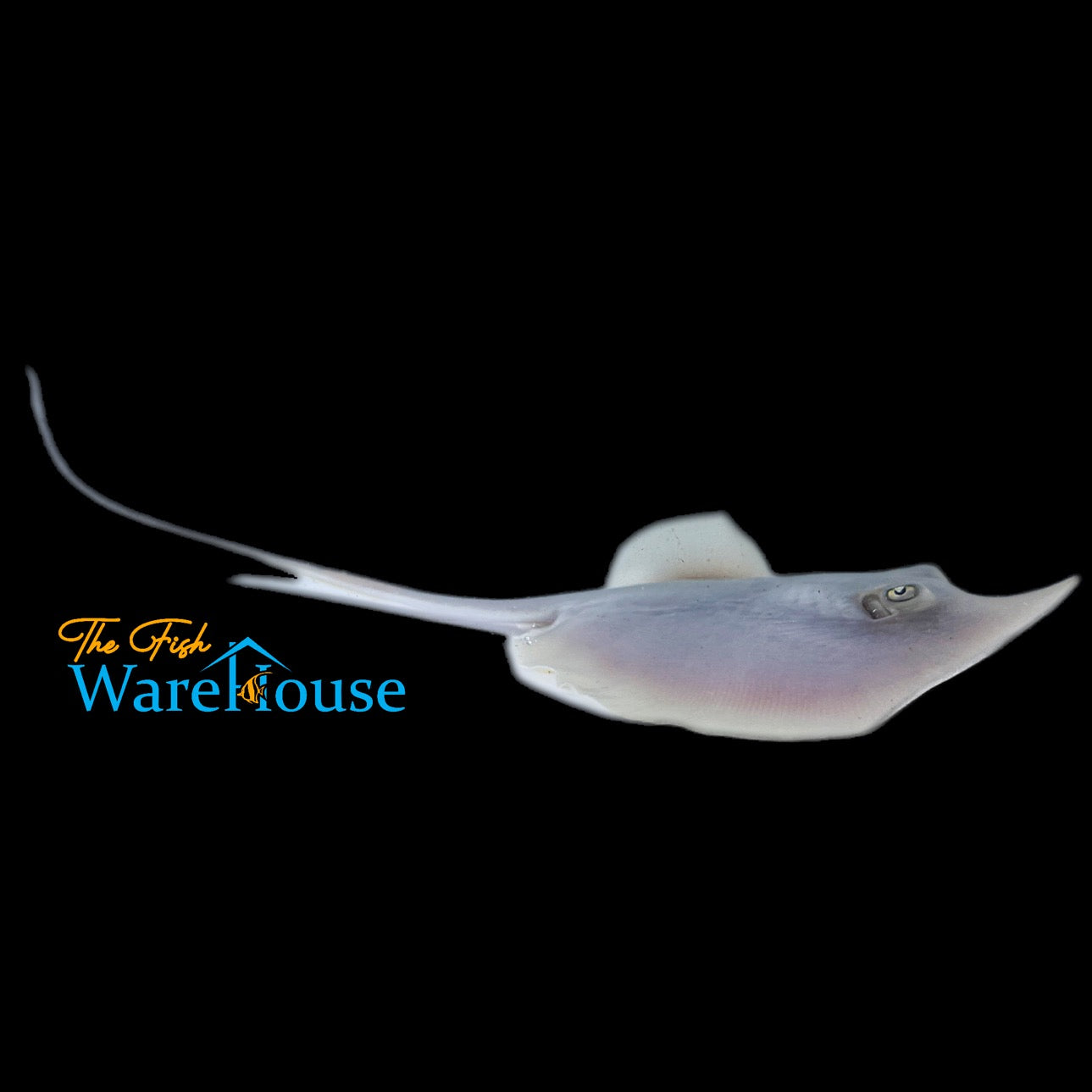 Freshwater Atlantic Stingray (Dasyatis sabina)