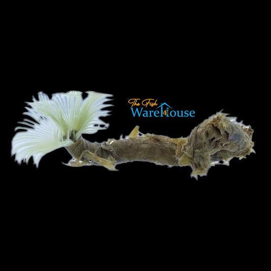 Yellow Dwarf Feather Duster (Sabellastarte spectabilis)