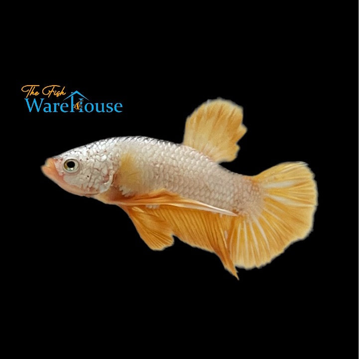 Yellow Dragon Plakat Betta - Male (Betta splendens)