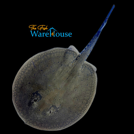 Colombian Hystrix Stingray (Potamotrygon hystrix)