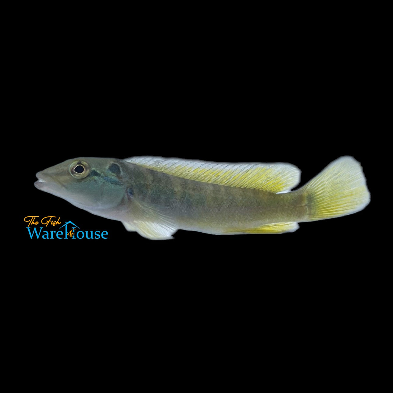 Goby Pike (Crenicichla hadrostigma)