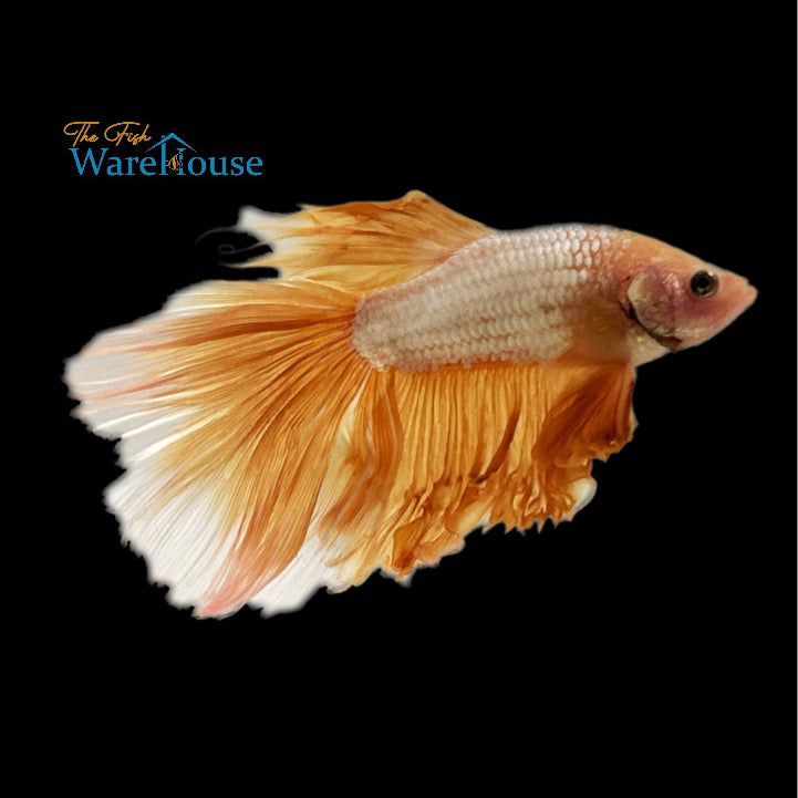 Yellow Dragon Halfmoon Betta - Male (Betta splendens)