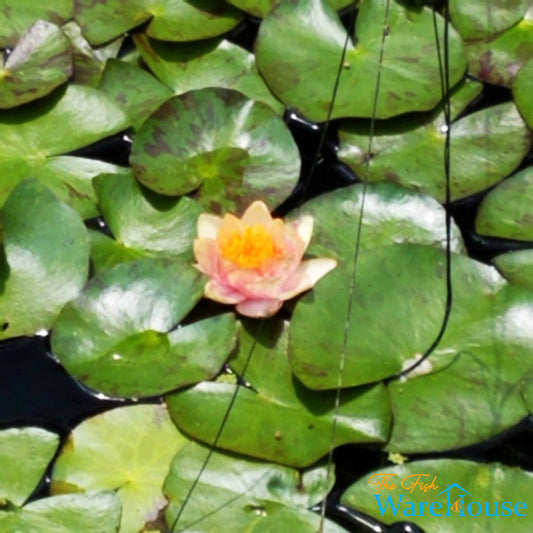 Georgia Peach Hardy Water Lily (Nymphaea sp.)