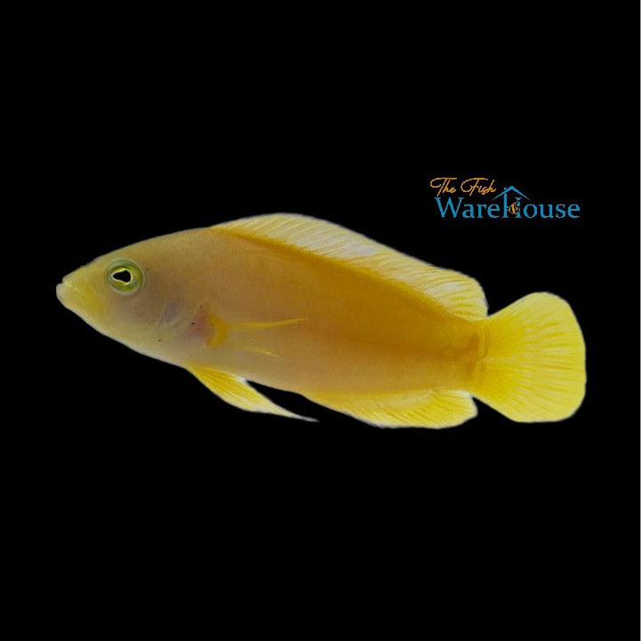 Yellow Dottyback (Pseudochromis fuscus)