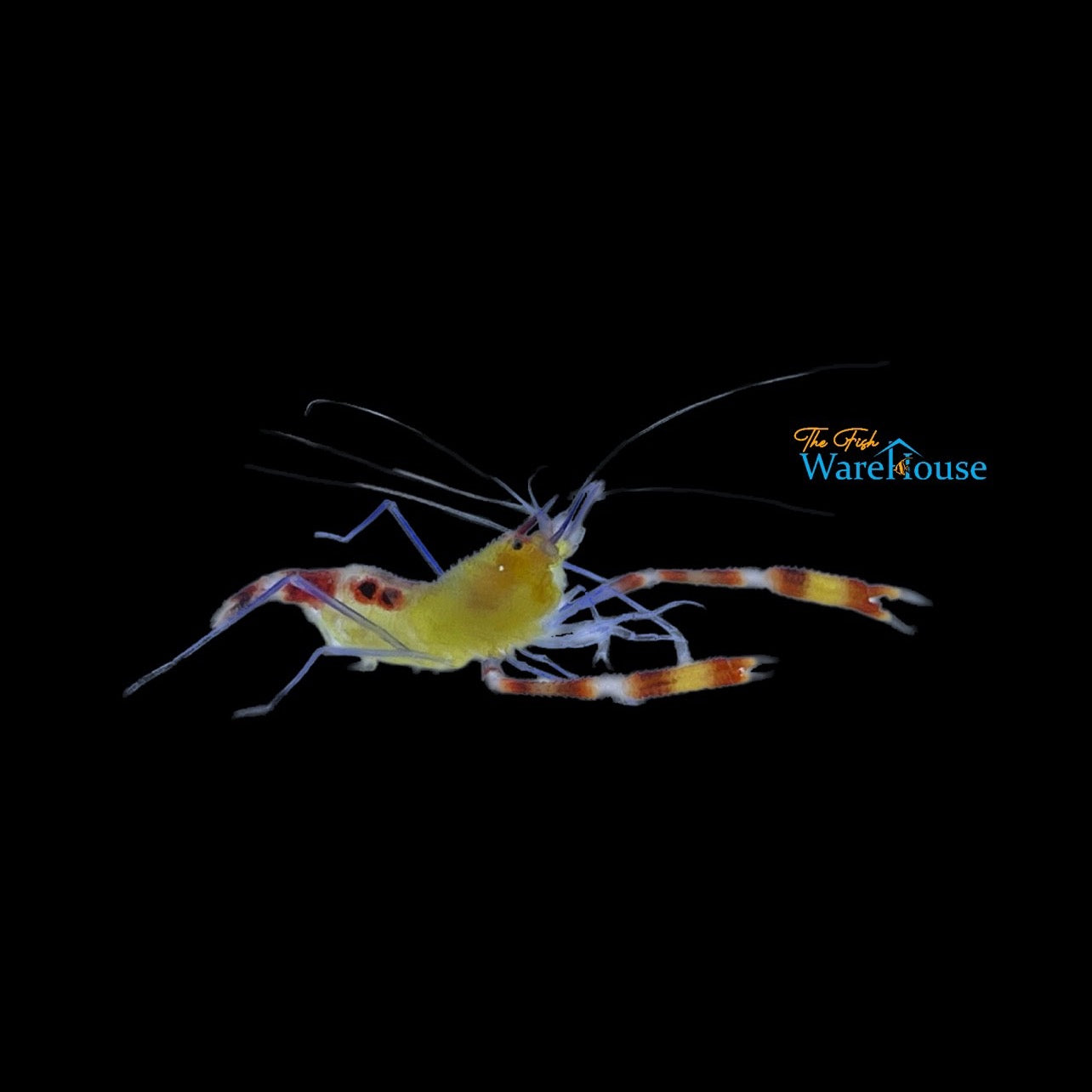 Yellow Coral Banded Shrimp (Stenopus cyanoscelis)