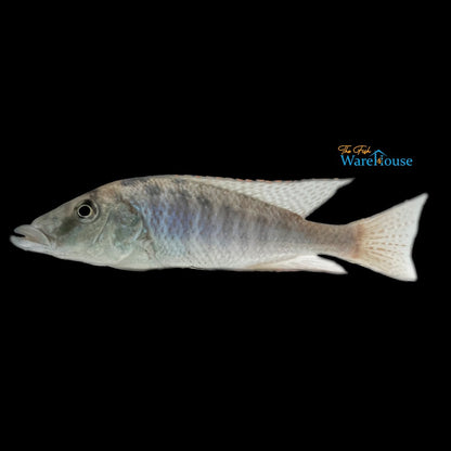 Malawi Gar (Lichnochromis acuticeps)