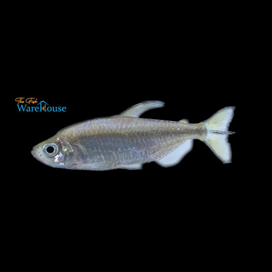 Yellow Congo Tetra (Alestopetersius caudalis)