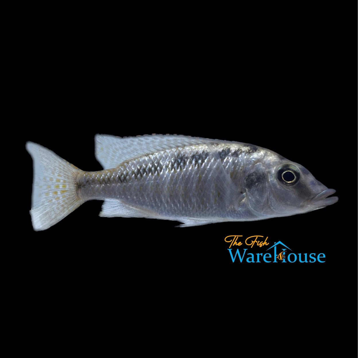 Malawi Gar (Lichnochromis acuticeps)