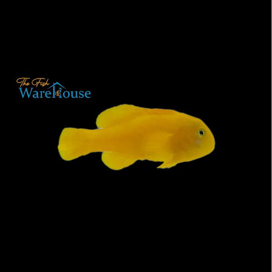 Yellow Clown Goby (Gobiodon okinawae)