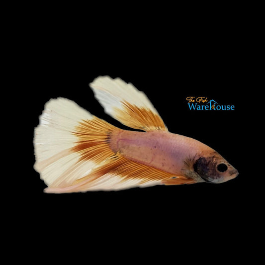 Yellow Butterfly Halfmoon Betta - Male (Betta splendens)