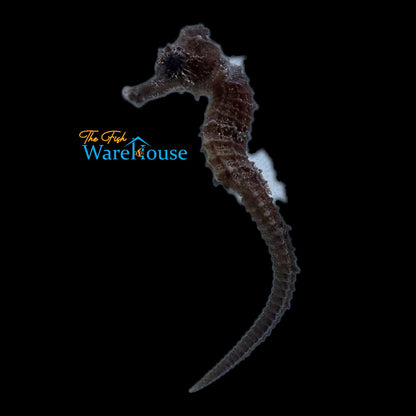 Yellow Brazilian Longsnout Seahorse - Captive Bred (Hippocampus reidi)