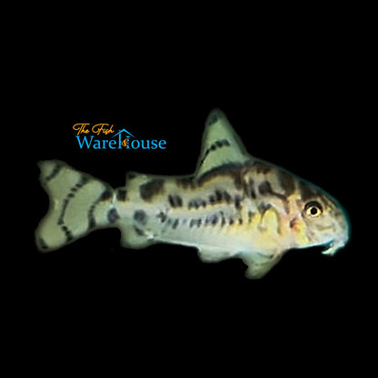 Vulcan Cory (Corydoras cw111)