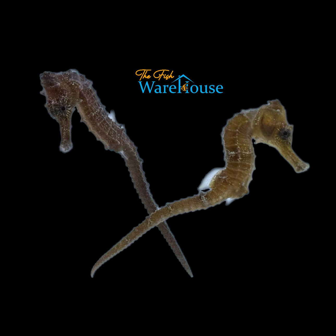 Yellow Brazilian Longsnout Seahorse - Captive Bred (Hippocampus reidi)