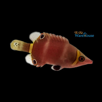 Yellow Banded Possum Wrasse (Wetmorella nigropinnata)