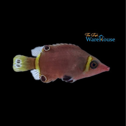 Yellow Banded Possum Wrasse (Wetmorella nigropinnata)