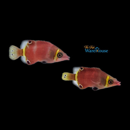 Yellow Banded Possum Wrasse (Wetmorella nigropinnata)