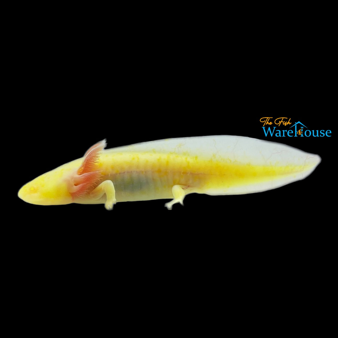 GFP Albino Melanoid Axolotl (Ambystoma mexicanum)