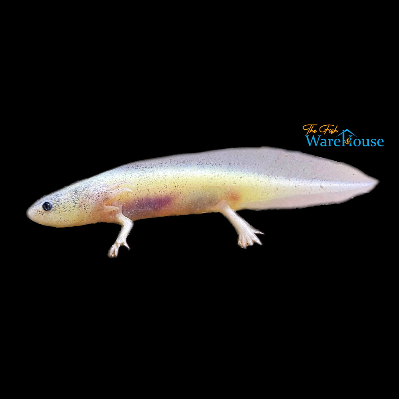 GFP Dirty Leucistic Axolotl (Ambystoma mexicanum)