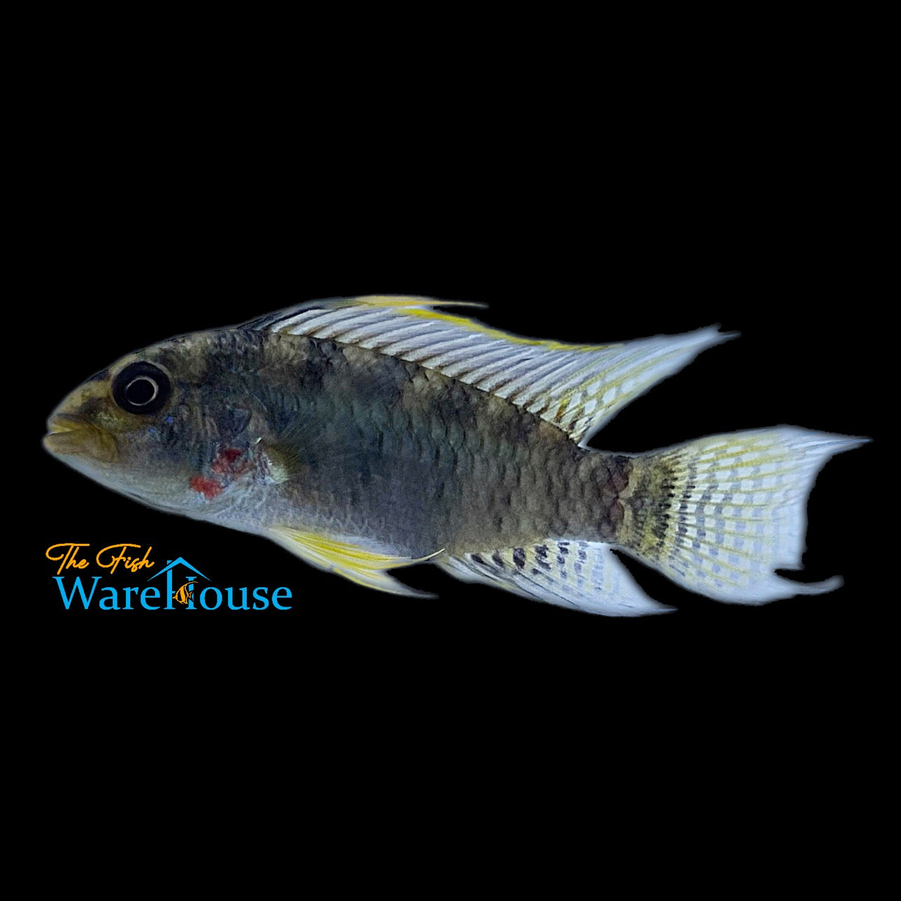 Apistogramma Personata 'Rio Vaupes' - Wild (Apistogramma personata)