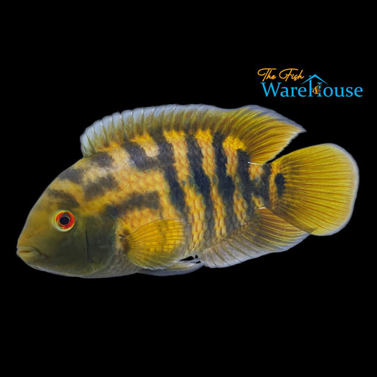 Red Ceibal Cichlid (Australoheros sp. red ceibal)